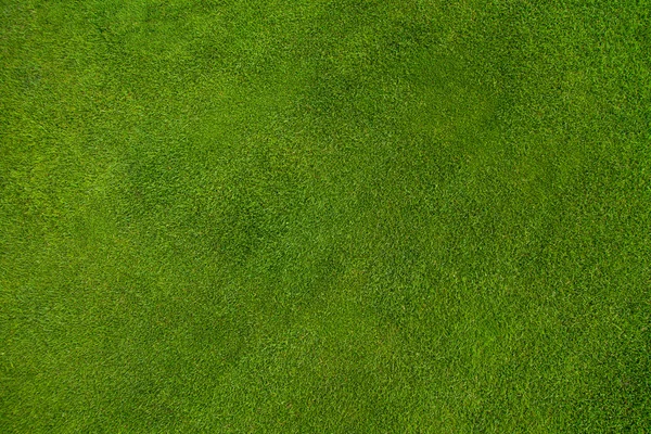 Textura de grama verde — Fotografia de Stock