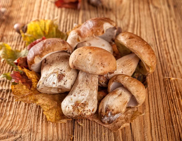 Mushroom served on wooden planks — Stock Photo, Image