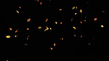 Süper Yavaş Hareket Düşen Kayın Yaprakları. Kara Arkaplan 'da izole edilmiş. Sonbahar Görselleri, Mevsimsel Hareket Grafikleri, Arkaplan Geçişleri veya VFX Birleşimi için SinematikComment.