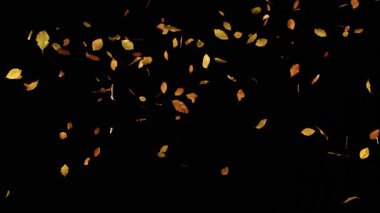 Süper Yavaş Hareket Düşen Kayın Yaprakları. Kara Arkaplan 'da izole edilmiş. Sonbahar Görselleri, Mevsimsel Hareket Grafikleri, Arkaplan Geçişleri veya VFX Birleşimi için SinematikComment.