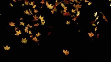 Süper Yavaş Hareket Sonbahar Akçaağaç Yaprakları. Kara Arkaplan 'da izole edilmiş. Mevsimsel Tasarım, Hareket Grafikleri, Görsel Efektler veya Arkaplan GeçişleriName.