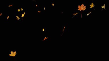 Süper Yavaş Sonbahar Yaprakları Akçaağaç ve Beech 'in Düşen Karışımı. Kara Arkaplan 'da izole edilmiş. Mevsimsel Efektler, Görsel Tasarım veya VFX Birleşikliği için SinematikComment.