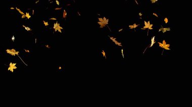 Süper Yavaş Sonbahar Yaprakları Akçaağaç ve Beech 'in Düşen Karışımı. Kara Arkaplan 'da izole edilmiş. Mevsimsel Efektler, Görsel Tasarım veya VFX Birleşikliği için SinematikComment.