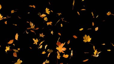 Düşen Sonbahar Yaprakları. Maple ve Beech karışımı. Kara Arkaplan 'da izole edilmiş. Hala Mevsimsel Tasarım, Üst Düzey Efektleri ya da Görsel Hikaye Anlatımı İçin.