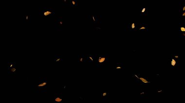 Düşen Beech Yaprakları. Sonbahar Sahnesi Siyah Üzerine İzole Edildi. Sezonluk Tasarım, Arkaplan Kaplamaları veya Yaratıcı Görseller için Fotoğraf.