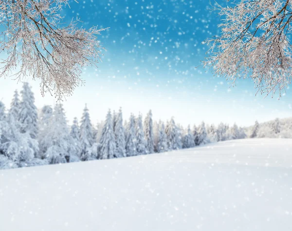 Paisagem de inverno com galhos de árvore — Fotografia de Stock