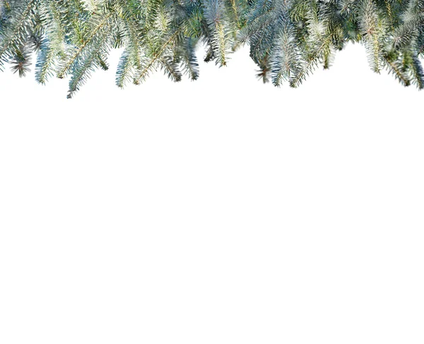 Gałęzie sosnowe na białym tle — Zdjęcie stockowe