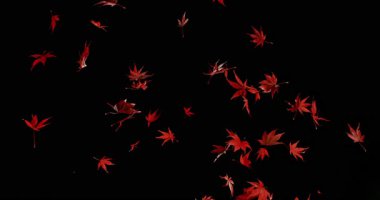 Süper Yavaş Hareket Sonbahar Düşen Kırmızı Akçaağaç Yaprakları. Kara Arkaplan 'da izole edilmiş. Mevsimsel Tasarım, Hareket Grafikleri, Görsel Efektler veya Arkaplan GeçişleriName.