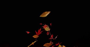Süper Yavaş Sonbahar Yaprakları Akçaağaç ve Beech 'in Düşen Karışımı. Kara Arkaplan 'da izole edilmiş. Mevsimsel Efektler, Görsel Tasarım veya VFX Birleşikliği için SinematikComment.