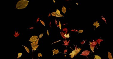 Düşen Sonbahar Yaprakları. Kara Arkaplan 'da izole edilmiş. Hala... 