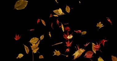 Düşen Sonbahar Yaprakları. Kara Arkaplan 'da izole edilmiş. Hala... 