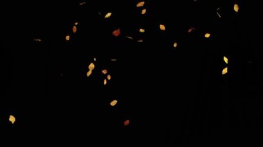 Süper Yavaş Hareket Düşen Kayın Yaprakları. Kara Arkaplan 'da izole edilmiş. Sonbahar Görselleri, Mevsimsel Hareket Grafikleri, Arkaplan Geçişleri veya VFX Birleşimi için SinematikComment.