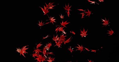 Süper Yavaş Hareket Sonbahar Düşen Kırmızı Akçaağaç Yaprakları. Kara Arkaplan 'da izole edilmiş. Mevsimsel Tasarım, Hareket Grafikleri, Görsel Efektler veya Arkaplan GeçişleriName.