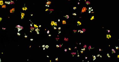 Uçan Çayır Çiçekleri Süper Yavaş Çekimde. Siyah Arkaplanda Renkli Yaban Çiçeği Yaprakları ve Çiçekleri. Sinema Sahneleri ve Hareket Grafikleri için yüksek hızlı VFX Üstüste.