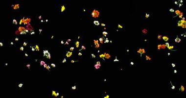 Uçan Çayır Çiçekleri Süper Yavaş Çekimde. Siyah Arkaplanda Renkli Yaban Çiçeği Yaprakları ve Çiçekleri. Sinema Sahneleri ve Hareket Grafikleri için yüksek hızlı VFX Üstüste.