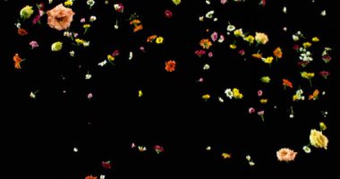 Uçan Çayır Çiçekleri Süper Yavaş Çekimde. Siyah Arkaplanda Renkli Yaban Çiçeği Yaprakları ve Çiçekleri. Sinema Sahneleri ve Hareket Grafikleri için yüksek hızlı VFX Üstüste.