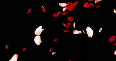 Uçan Koyu Kırmızı ve Pembe Gül Yaprakları Siyah Arkaplanda İzole Edildi. Romantik Sahneler, Sinema Dönüşümleri ve Hareket Grafikleri İçin Yüksek Hızlı Yavaş Hareket VFX Üstüste.