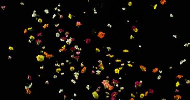 Uçan Çayır Çiçekleri Süper Yavaş Çekimde. Siyah Arkaplanda Renkli Yaban Çiçeği Yaprakları ve Çiçekleri. Sinema Sahneleri ve Hareket Grafikleri için yüksek hızlı VFX Üstüste.