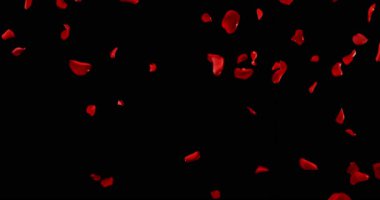 Uçan Koyu Kırmızı Gül Yaprakları Kara Arkaplanda İzole Edildi. Romantik Sahneler, Sinema Dönüşümleri ve Hareket Grafikleri İçin Yüksek Hızlı Yavaş Hareket VFX Üstüste.