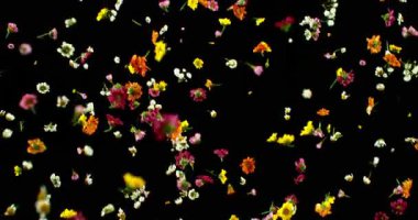 Uçan Çayır Çiçekleri Süper Yavaş Çekimde. Siyah Arkaplanda Renkli Yaban Çiçeği Yaprakları ve Çiçekleri. Sinema Sahneleri ve Hareket Grafikleri için yüksek hızlı VFX Üstüste.