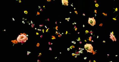 Uçan Çayır Çiçekleri Süper Yavaş Çekimde. Siyah Arkaplanda Renkli Yaban Çiçeği Yaprakları ve Çiçekleri. Sinema Sahneleri ve Hareket Grafikleri için yüksek hızlı VFX Üstüste.