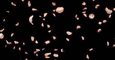 Uçan Pembe Gül Yaprakları Kara Arkaplanda İzole Edildi. Durdur Modu