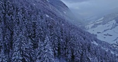Avusturya 'daki karlı dağların sabah sisinin içinden yükselen bir buzulla görüntüsü. Mavi gökyüzü, güneş ışığı ve ön plandaki kozalaklı ormanlar huzurlu bir kış ortamı yaratır..