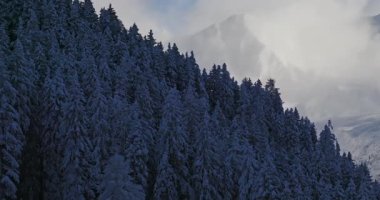 Avusturya 'daki karlı dağların sabah sisinin içinden yükselen bir buzulla görüntüsü. Mavi gökyüzü, güneş ışığı ve ön plandaki kozalaklı ormanlar huzurlu bir kış ortamı yaratır..