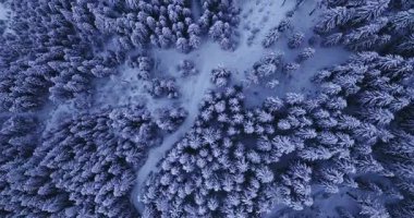Kışın karla kaplı bir ladin ormanının insansız hava aracı görüntüleri. Ağaç tepeleri, yumuşak sabah ışığı altında, yüksek çözünürlüklü sinematik detaylarla yakalanmış, barışçıl beyaz bir desen oluşturur..