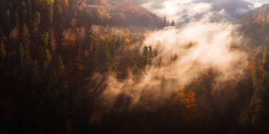 Sonbahar renklerinde sisli bir sonbahar ormanının havadan görünüşü. Altın ve kırmızı ağaçlar, yüksek çözünürlüklü çekimler büyük baskılar ya da doğa geçmişi için mükemmel..