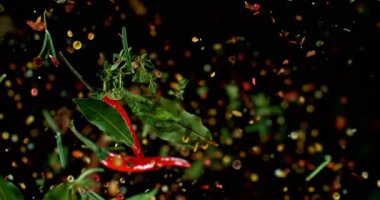 Aromatik baharatlar, otlar ve kırmızı biberler 1000 fps 'de ağır çekimde düşüyor. Değişken parçacıklar ve canlı renkler dramatik mutfak efektleri için siyah üzerine izole edilmiş..