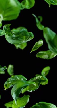 Taze fesleğen yaprakları havada süzülüyor ve 1000 fp hızla ağır çekimde zarafetle sürükleniyorlar. Detaylı doku ve organik hareket koyu bir arkaplanda izole edilmiş..