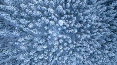 Kışın karla kaplı bir ladin ormanının insansız hava aracı fotoğrafı. Ağaç tepeleri, yumuşak sabah ışığı altında barışçıl bir beyaz desen oluşturur..