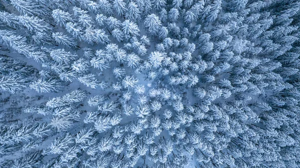 Kışın karla kaplı bir ladin ormanının insansız hava aracı fotoğrafı. Ağaç tepeleri, yumuşak sabah ışığı altında barışçıl bir beyaz desen oluşturur..