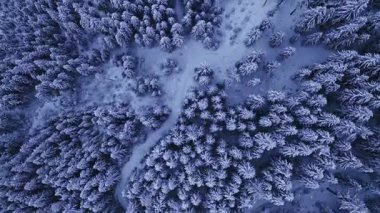 Kışın kar yağışı ile kaplı bir ladin ormanının insansız hava aracı görüntüleri. Ağaç tepeleri, yumuşak sabah ışığı altında, yüksek çözünürlüklü sinematik detaylarla yakalanmış, barışçıl beyaz bir desen oluşturur..