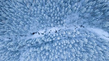 Buzlu çam ağaçlarını kesen donmuş bir dereyle kaplı kar ormanının yukarıdan görünüşü. Minimum, sakin kış manzarası soğuk mavi tonlarda dron tarafından yakalanır..