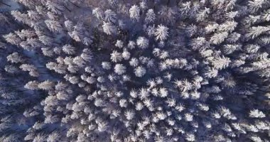 Kışın karla kaplı bir ladin ormanının insansız hava aracı görüntüleri. Ağaç tepeleri, yumuşak sabah ışığı altında, yüksek çözünürlüklü sinematik detaylarla yakalanmış, barışçıl beyaz bir desen oluşturur..