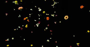 Uçan Çayır Çiçekleri Süper Yavaş Çekimde. Siyah Arkaplanda Renkli Yaban Çiçeği Yaprakları ve Çiçekleri. Sinema Sahneleri ve Hareket Grafikleri için yüksek hızlı VFX Üstüste.