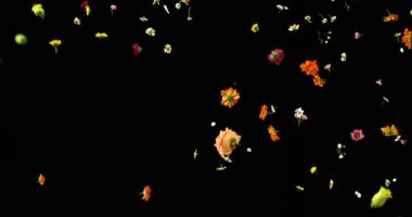 Uçan Çayır Çiçekleri Süper Yavaş Çekimde. Siyah Arkaplanda Renkli Yaban Çiçeği Yaprakları ve Çiçekleri. Sinema Sahneleri ve Hareket Grafikleri için yüksek hızlı VFX Üstüste.