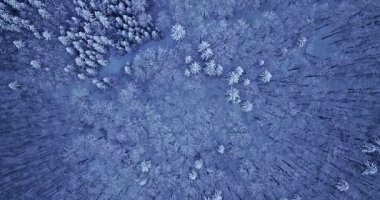 Kışın ladin ormanının karla kaplı ileri uçuşu için hava aracı. Ağaç tepeleri, yumuşak sabah ışığı altında, yüksek çözünürlüklü sinematik detaylarla yakalanmış, barışçıl beyaz bir desen oluşturur..