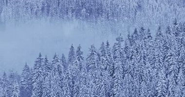 Sisli bir kış ladin ormanının hava görüntüsü. Sis, karla kaplı ağaçların arasında süzülür. Yumuşak hareketli sakin bir atmosfer manzarası yaratır. Kış havası sinemalarda olur..