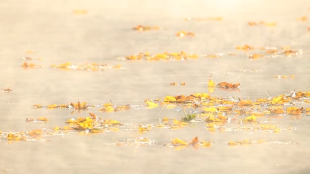 Sunrise in autumn morning lake surface — Stock Video