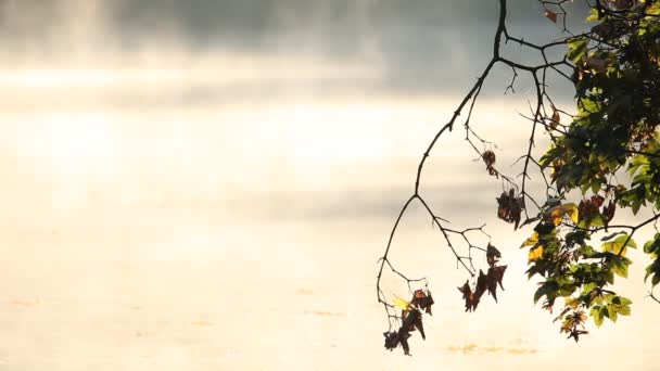 Lever de soleil en automne matin surface du lac — Video