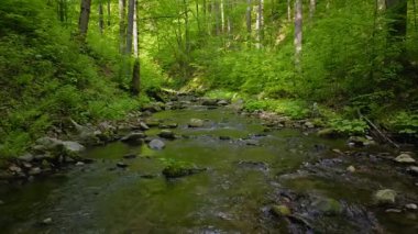 Pürüzsüz Yavaş Hareket Uçuşu Küçük Nehir üzerindeki Taze Yeşil Bahar Ormanı 'nda. Pürüzsüz Kamera Uçuşu. Avrupa Ağaç Ormanı 'ndaki Görüntü.