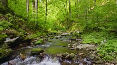 Pürüzsüz Yavaş Hareket Uçuşu Küçük Nehir üzerindeki Taze Yeşil Bahar Ormanı 'nda. Pürüzsüz Kamera Uçuşu. Avrupa Ağaç Ormanı 'ndaki Görüntü.