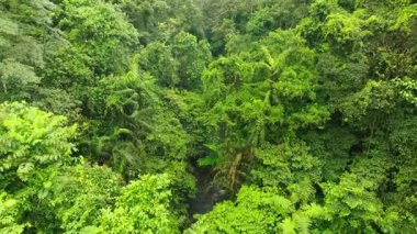 Bali, Endonezya 'daki Orman Ormanı üzerinde Peaceful Smooth Flight. Ağaçların Üzerinde Yavaş Sinek, Palmiyeli Tropikal Manzara ve Yeşillik Yeşil Bitki.