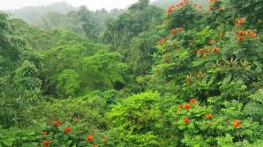 Bali, Endonezya 'daki Orman Ormanı üzerinde Peaceful Smooth Flight. Ağaçların Üzerinde Yavaş Sinek, Palmiyeli Tropikal Manzara ve Yeşillik Yeşil Bitki.