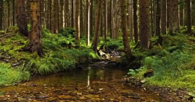 Bir ladin ormanındaki küçük bir orman deresinin üzerinde gerçek akan su sesleriyle yakalanmış, hafif sinematik bir üstgeçit. Rahatlama, meditasyon, farkındalık ve çevre doğa projeleri için ideal barışçıl doğal atmosfer..