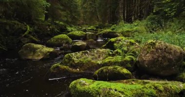Bir ladin ormanındaki küçük bir orman deresinin üzerinde gerçek akan su sesleriyle yakalanmış, hafif sinematik bir üstgeçit. Rahatlama, meditasyon, farkındalık ve çevre doğa projeleri için ideal barışçıl doğal atmosfer..