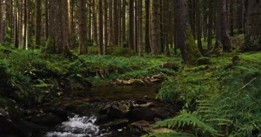 Bir ladin ormanındaki küçük bir orman deresinin üzerinde gerçek akan su sesleriyle yakalanmış, hafif sinematik bir üstgeçit. Rahatlama, meditasyon, farkındalık ve çevre doğa projeleri için ideal barışçıl doğal atmosfer..